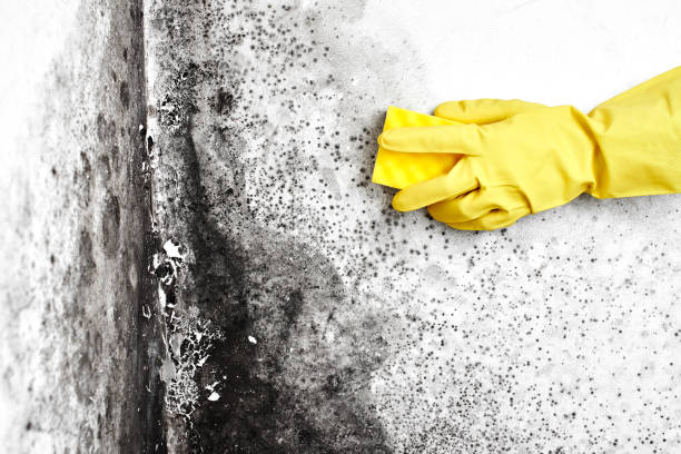 Why You Should Choose Our Mold Remediation Services in Sundown, TX